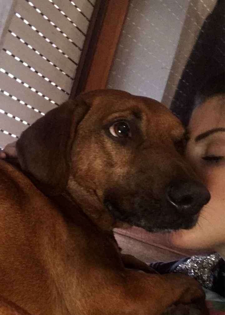 Vivere insieme ad...un animale domestico! - 1