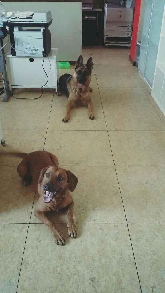 Compagno a 4 zampe? - 1