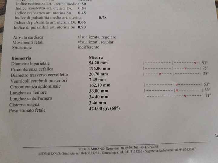 Help Misurazioni morfologica - 1