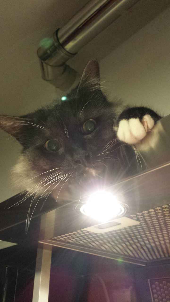 I nostri cuccioli - 8