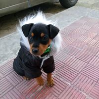 Cuccioli - 1