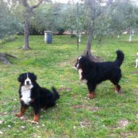 Too cute: i vostri amici animali - 1