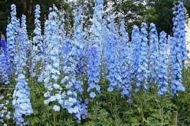 Che fiori e che colori avete scelto sposine di settembre? - 3