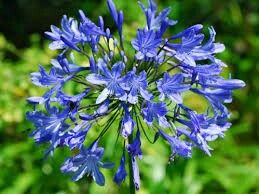 Che fiori e che colori avete scelto sposine di settembre? - 4