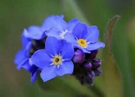 Che fiori e che colori avete scelto sposine di settembre? - 6