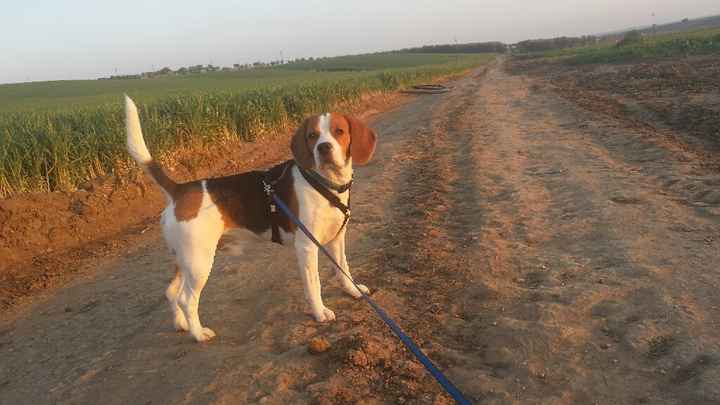 Too cute: i vostri amici animali - 1