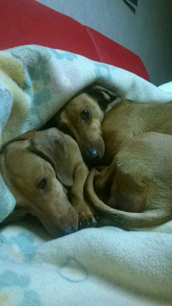 Too cute: i vostri amici animali - 2