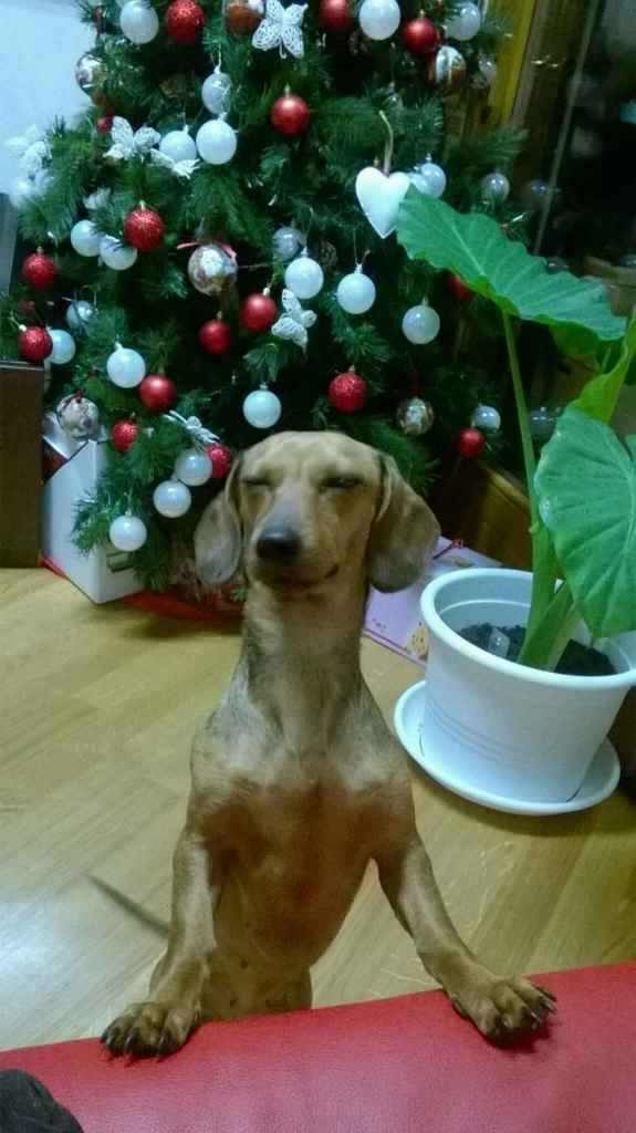 Too cute: i vostri amici animali - 4