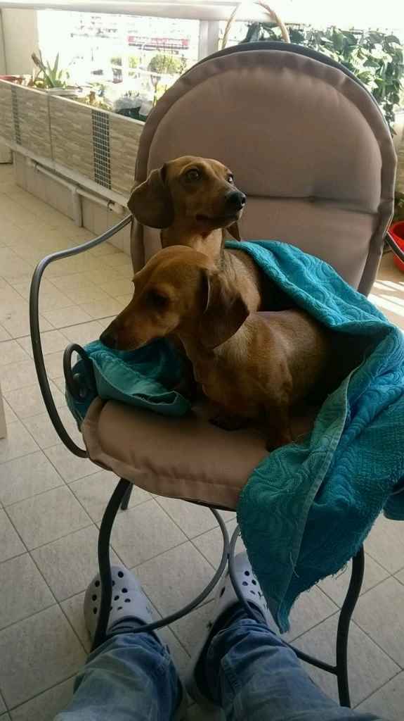 Le foto dei vostri animali - 1