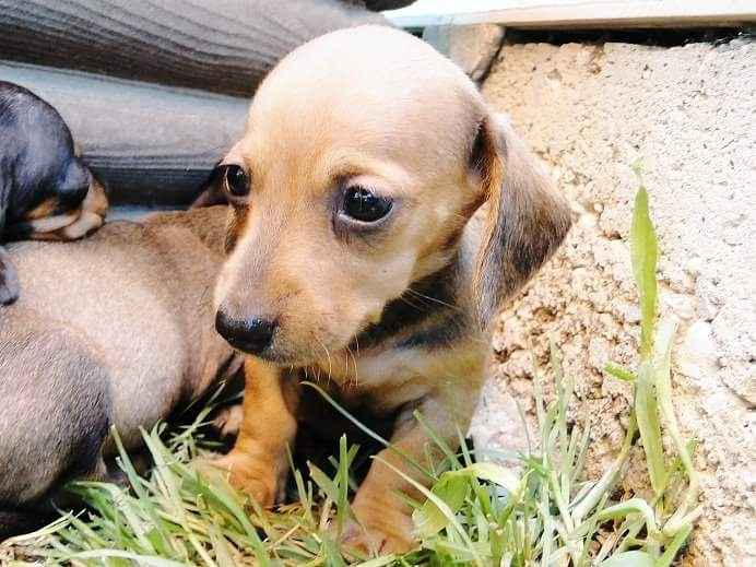 Consiglio razza cane!!!!!! - 1