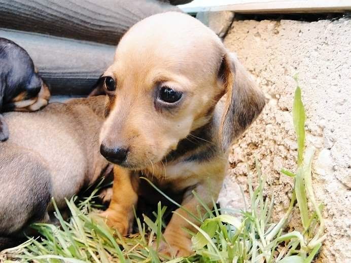 Too cute: i vostri amici animali - 1