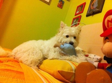 Oggi vi presento i nostri "mimmi" :) - 1