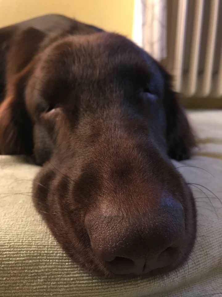  Vivere insieme ad...un animale domestico! - 4