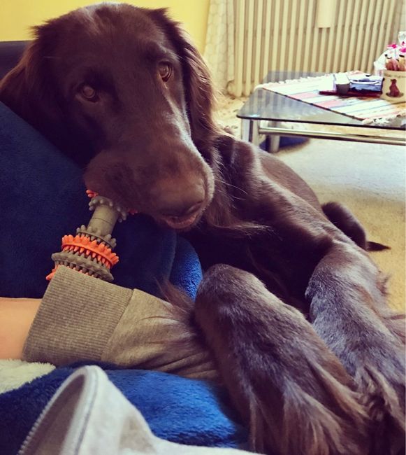 Cani al matrimonio - 1