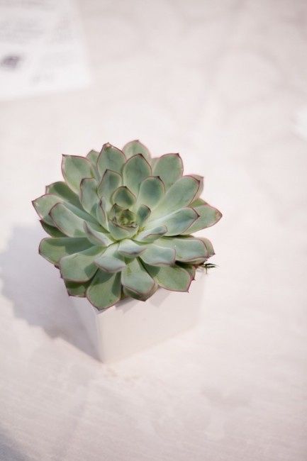 Piante grasse... e´ possibile <img class=