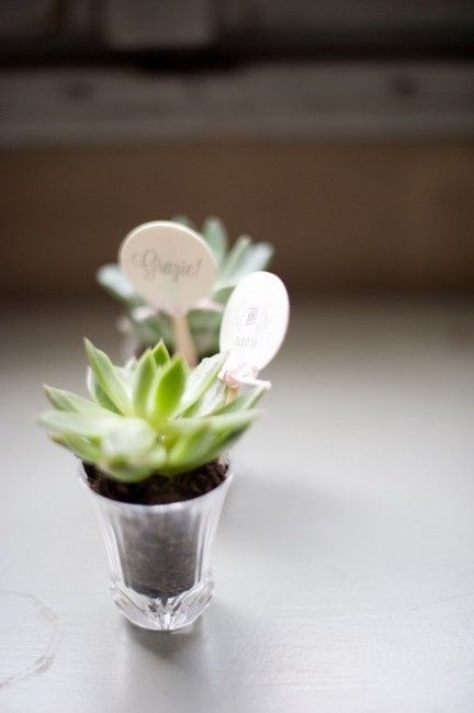 Piante grasse... e´ possibile <img class=