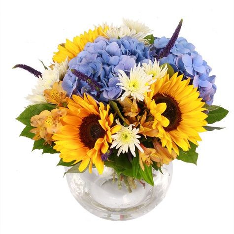 ortensie girasoli