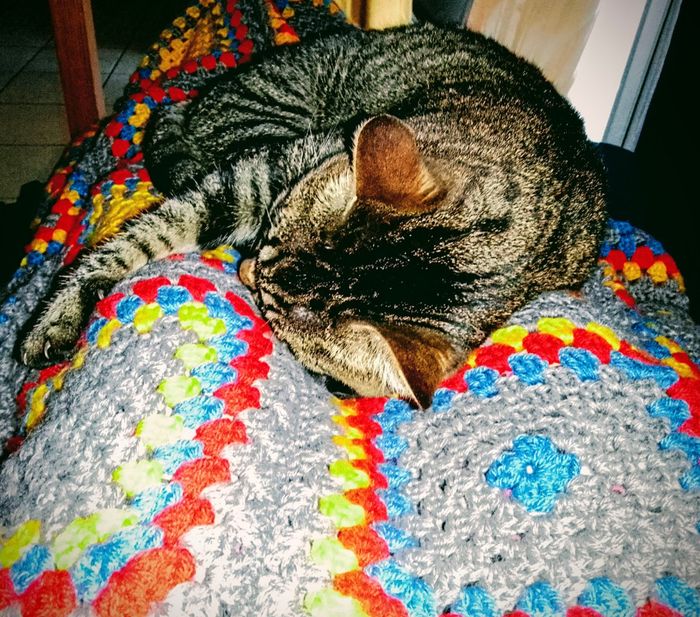 Avete un animale domestico? - 1