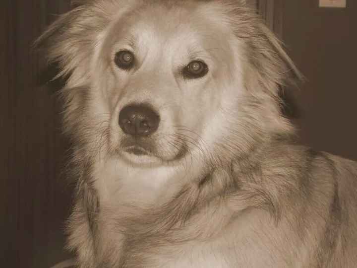 Le foto dei vostri animali - 1