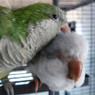 Raffa