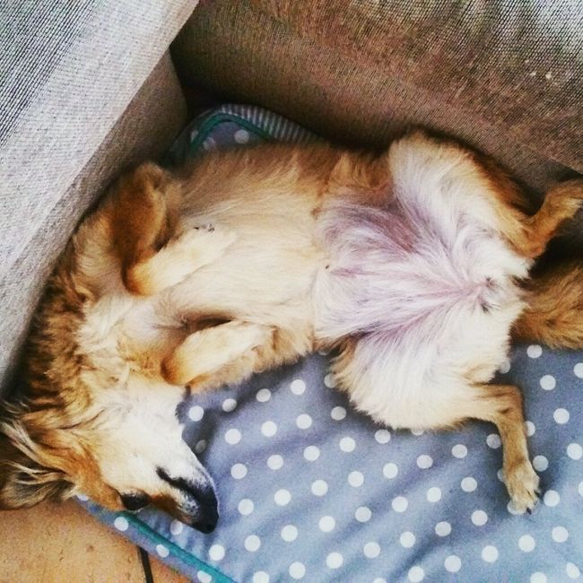 Cani al matrimonio - 1