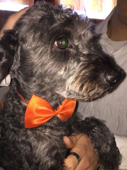 Prova abito per chicca! - 1