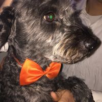 Prova abito per chicca! - 1