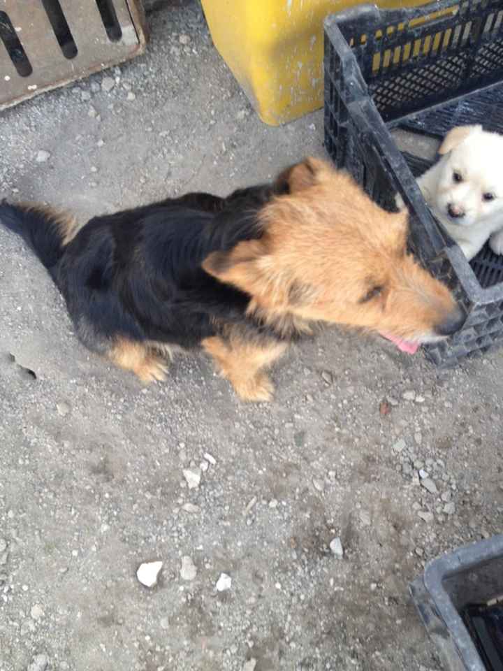 I nostri amici animali.. - 1