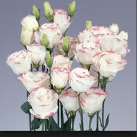 Lisianthus... chi li ha scelti? - 1