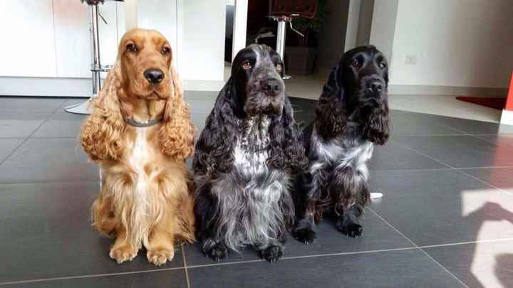 Pelosi alla riscossa! :) chi portera' il suo amico peloso al matrimonio? - 1