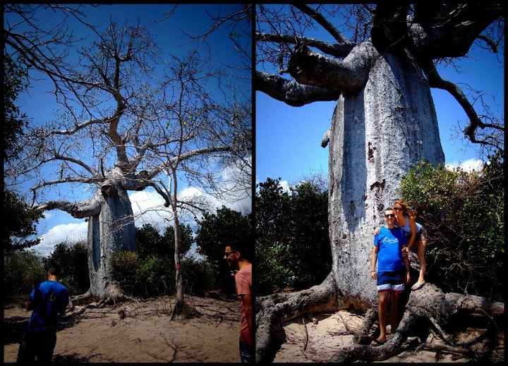 il Baobab gigante