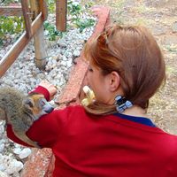 il lemure più dolce incontrato