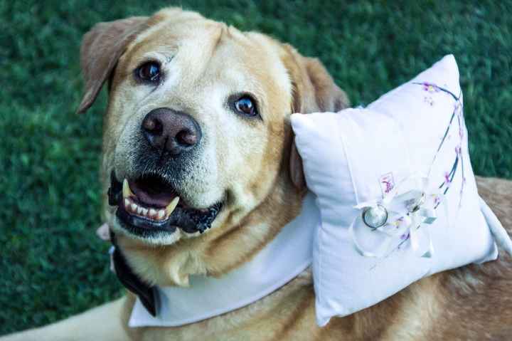 Cani al matrimonio - 1