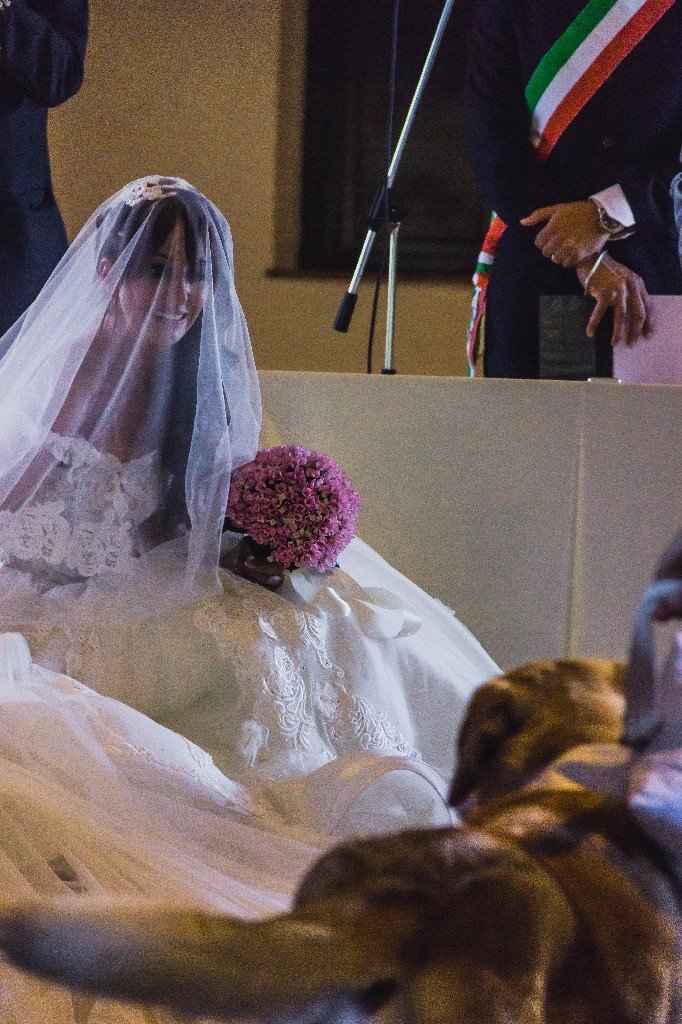 Cani al matrimonio - 2
