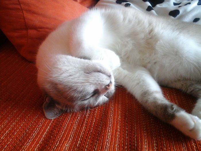 Too cute: i vostri amici animali - 1