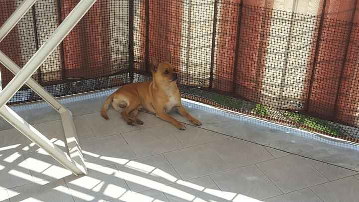 Chi come me ha un animale domestico che farà parte del  matrimonio? - 1