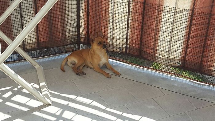 Chi come me ha un animale domestico che farà parte del  matrimonio? - 1