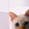 Elli