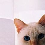 Elli