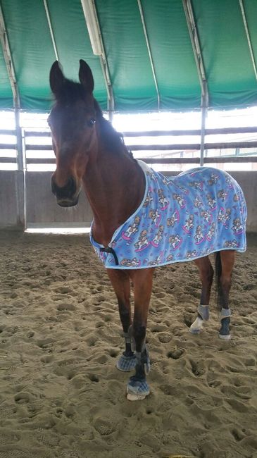  Paggetto a quattro zampe! - 1