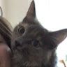Ilaria