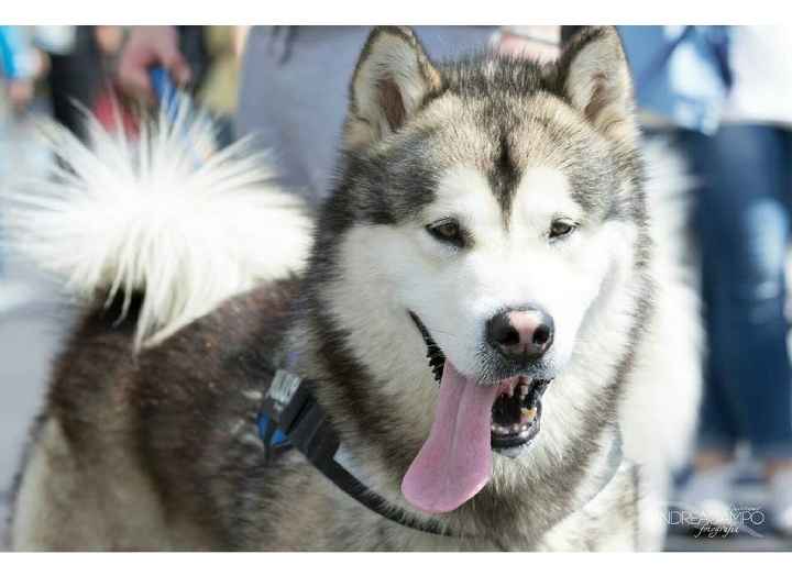 Too cute: i vostri amici animali - 1