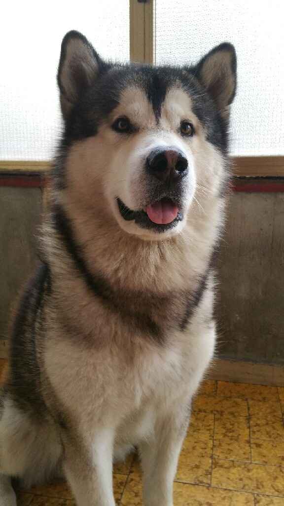 I nostri amici a 4 zampe - 1