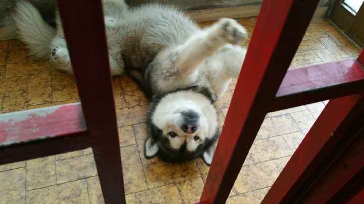 Animaletti pelosi. - 2