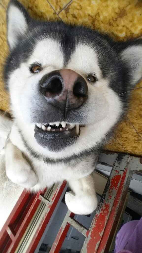 Animaletti pelosi. - 3