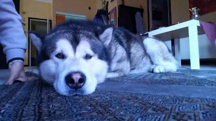 Animaletti pelosi. - 4