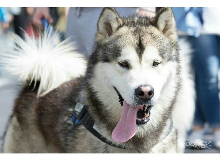 Too cute: i vostri amici animali - 1