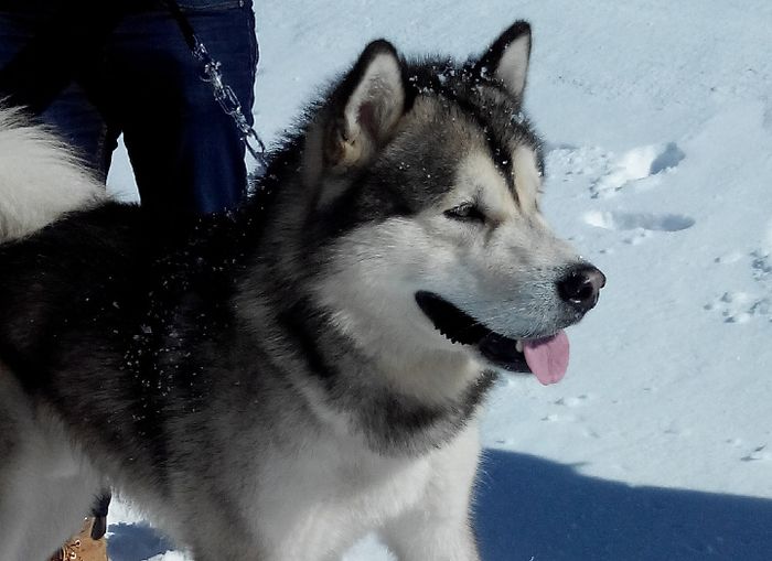 Too cute: i vostri amici animali - 2