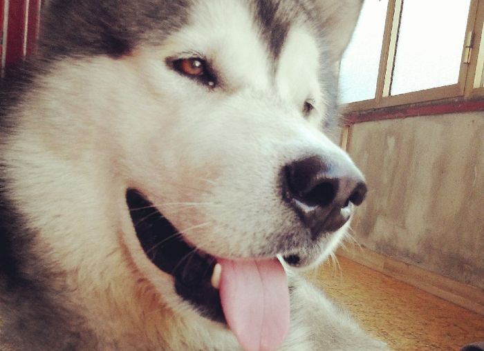 Too cute: i vostri amici animali - 3