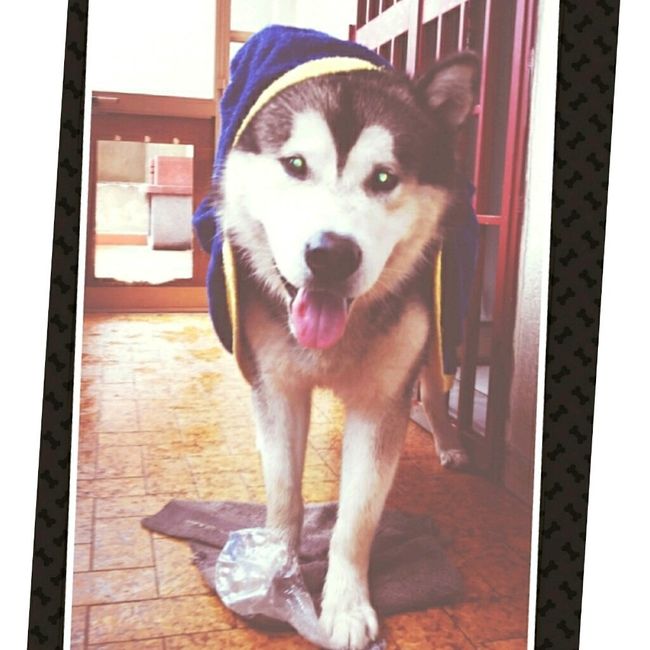 Too cute: i vostri amici animali - 5